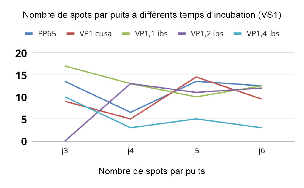 Nombre de spots par puits à différents temps d'incubation (VS1)